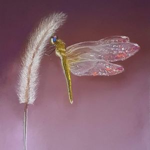 Bundle for @echo_attire